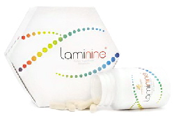 laminine1
